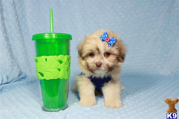 lvpuppyheaven Picture 2